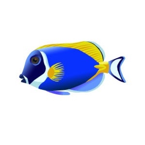 Powder Blue Tang